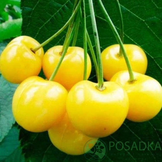 картинка Черешня Дрогана Желтая 