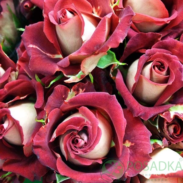 картинка Роза спрей Тирамису (контейнер С2) 