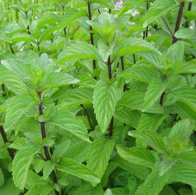 картинка Мята японская 