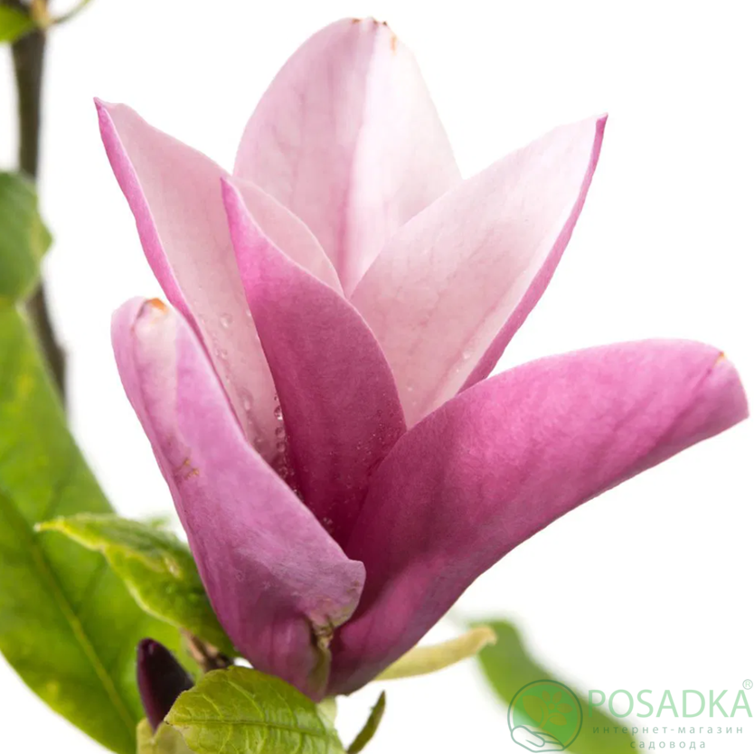 картинка Магнолия Oriental Night 