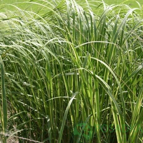 картинка Мискантус Спартина 