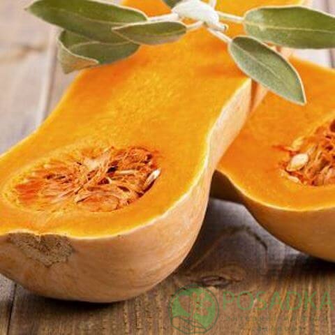 картинка Семена Тыква Арахисовое масло 2 г, Seedera 