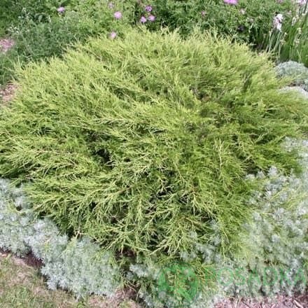 картинка Можжевельник казацкий Аркадия 