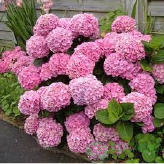 картинка Гортензия крупнолистная Endless Summer Pink (Саммер Пинк) 