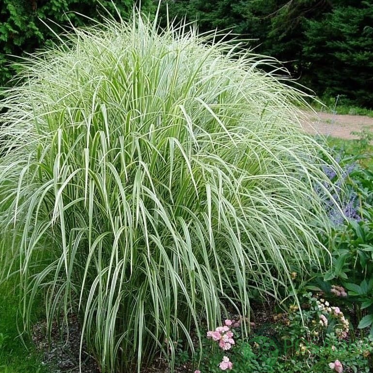 картинка Мискантус малоколосковый Nanus Variegatus  картинка Мискантус малоколосковый Nanus Variegatus