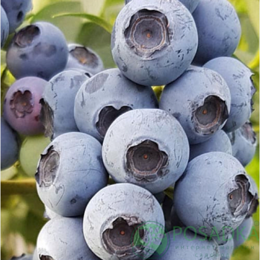 картинка Голубика 3 летняя Река (контейнер С2) 