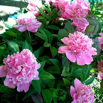 картинка Пион травянистый Jacorma 