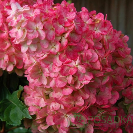 картинка Гортензия метельчатая Tickled Pink 