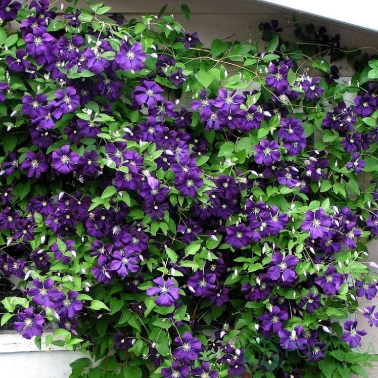 картинка Клематис Viola 