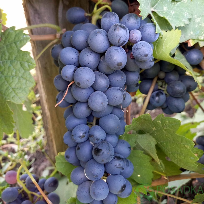 картинка Виноград Антей Магарача (винный)  картинка Виноград Антей Магарача (винный)