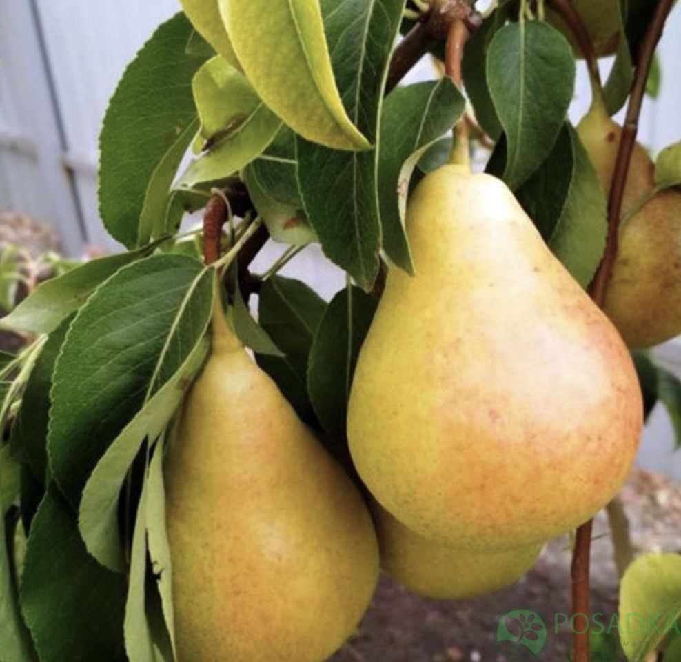 картинка Груша Харроу свит 