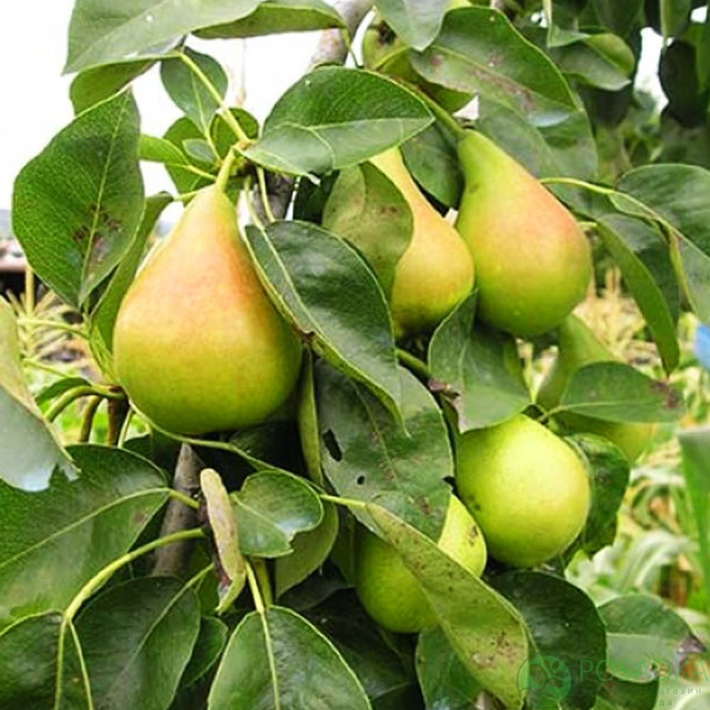 картинка Груша Яблунивськая 