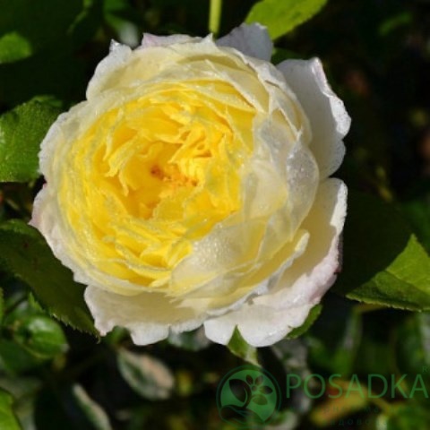 картинка Роза плетистая Амнести Интернешнл 