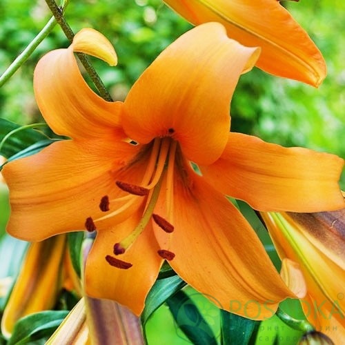 картинка Лилия Orange Space 