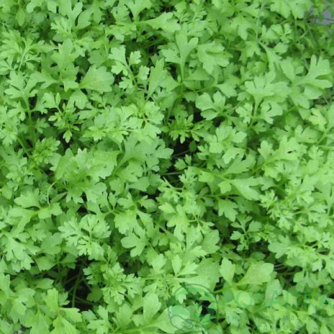 картинка Кресс-салат Кучерявый семена (1гр) 