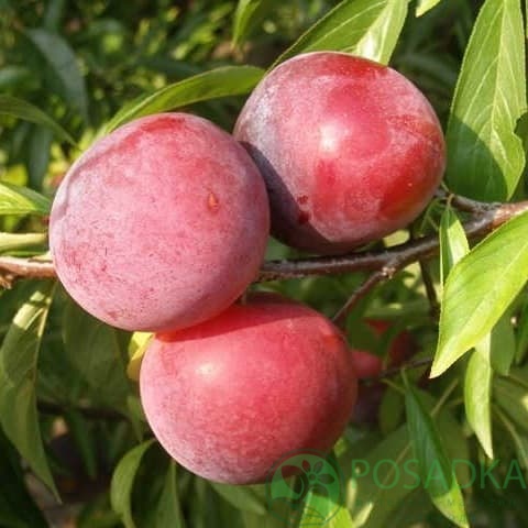 картинка Слива Руби Кранч 
