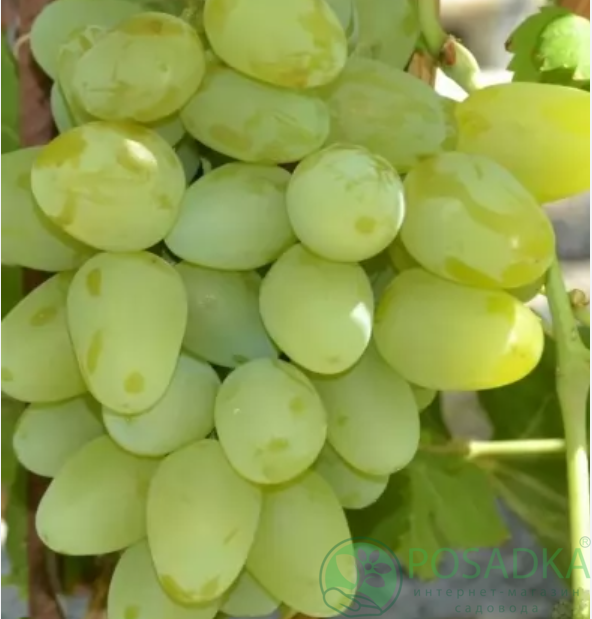 картинка Виноград Бажена 