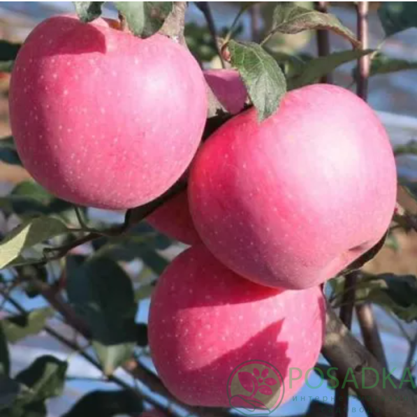 картинка Яблоня Фуджи 