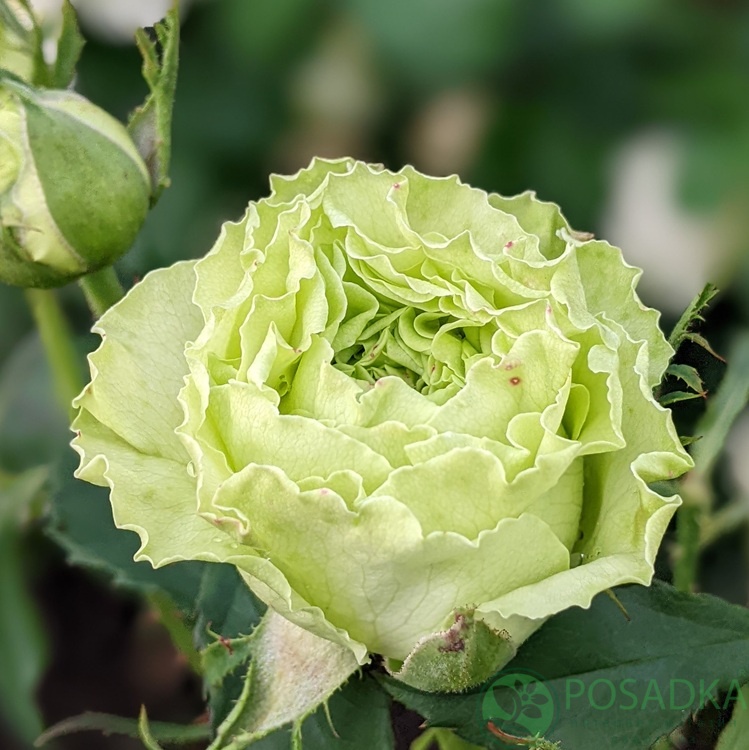 картинка Роза чайно-гибридная Зеленая Планета (Green Planet) 