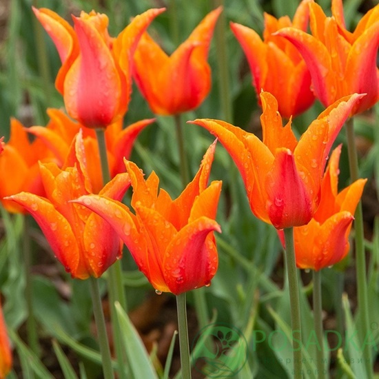 картинка Тюльпан Ballerina  картинка Тюльпан Ballerina