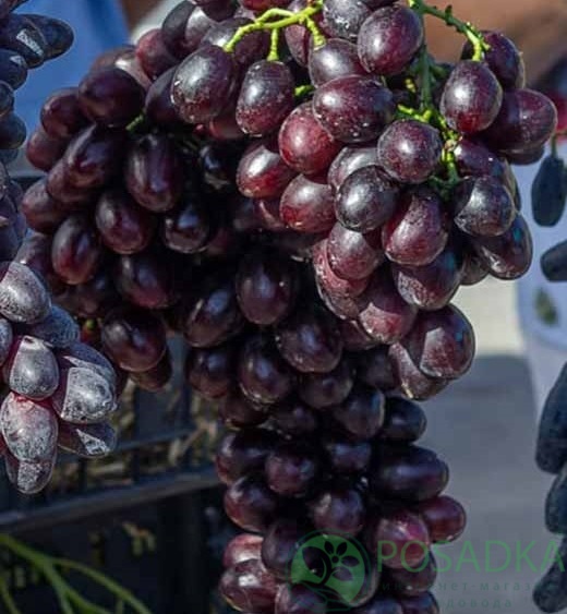 картинка Виноград кишмиш Брависсимо 