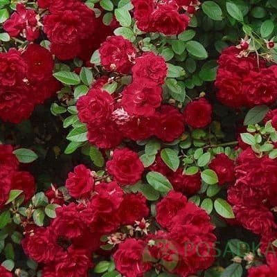 картинка Роза миниатюрная Ред Каскад 
