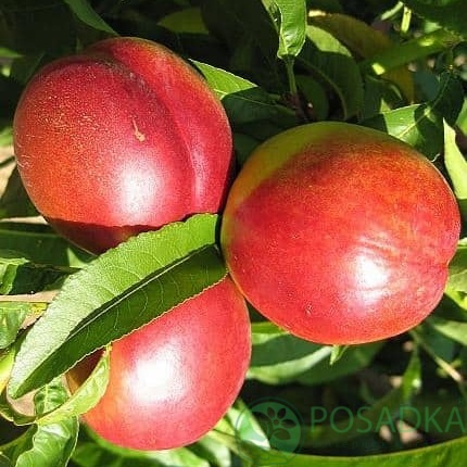 картинка Нектарин Орион 