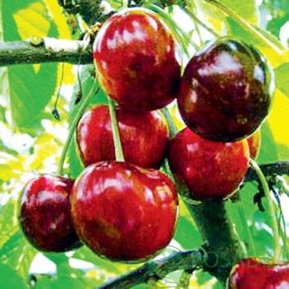 картинка Черешня Дилемма 