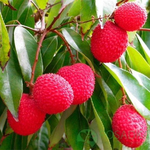 картинка Саженцы Личи 