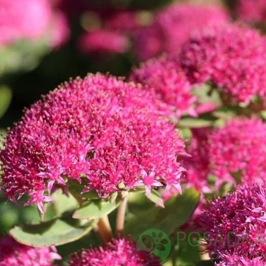 картинка Очиток (седум) видный Бриллиант 1л 