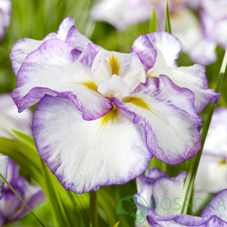 картинка Ирис мечевидный Dinner Plate Tiramisu 