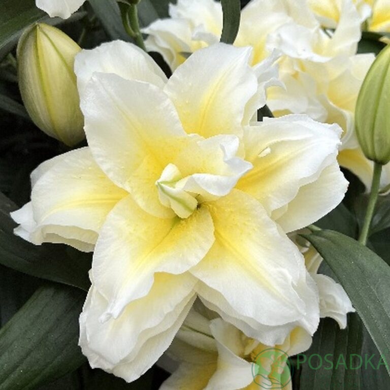 картинка Лилия Roselily Ludwina 