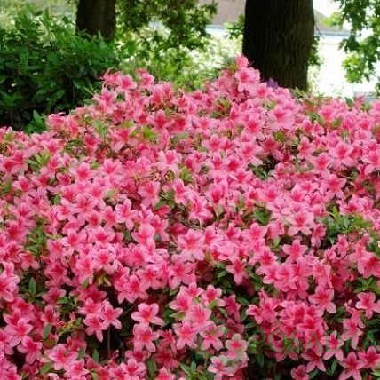 картинка Рододендрон гибридный Vuyk's Rosyred 