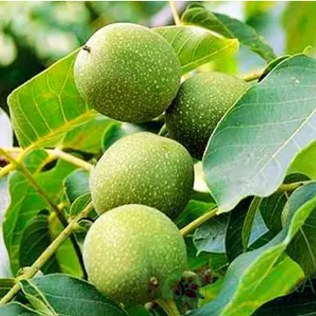 картинка Грецкий орех Chandler (2 летний) 