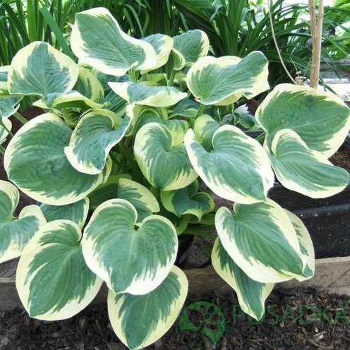 картинка Хоста Barbara Ann 