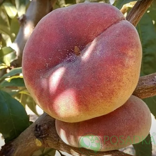 картинка Персик инжирный Юла 