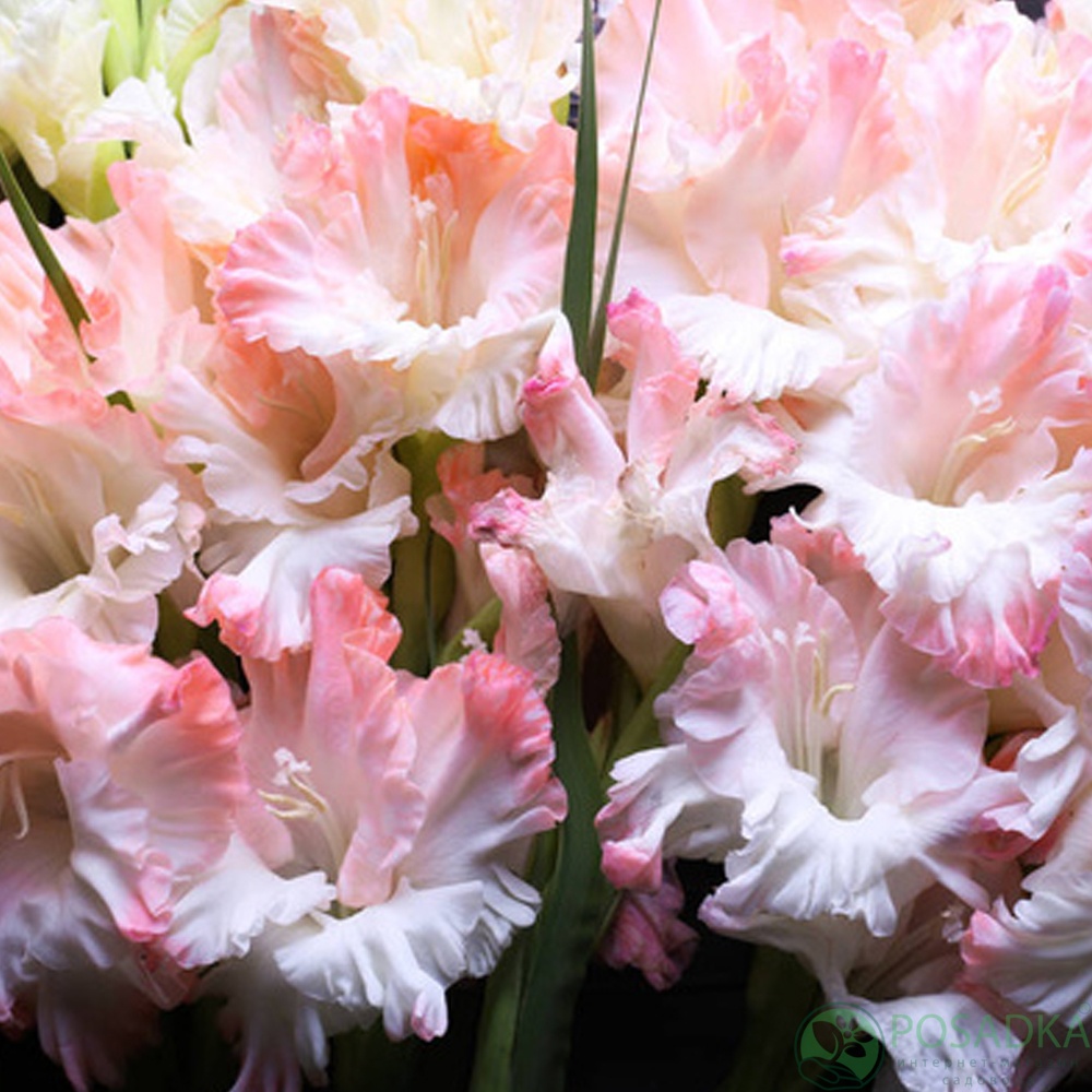 картинка Гладиолус Cherry Candy 