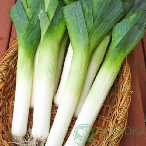 картинка Семена Лук-порей Карентан, 1гр, SeedEra 