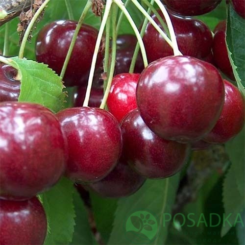 картинка Черешня Регина 