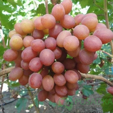 картинка Виноград Гурман Ранний 