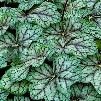 картинка Гейхера Peppermint (Пеперминт)  картинка Гейхера Peppermint (Пеперминт)