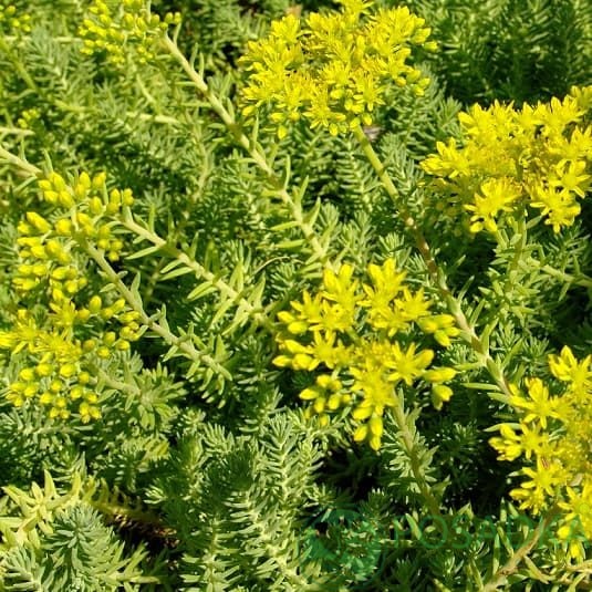 картинка Очиток, седум голубой ковёр 