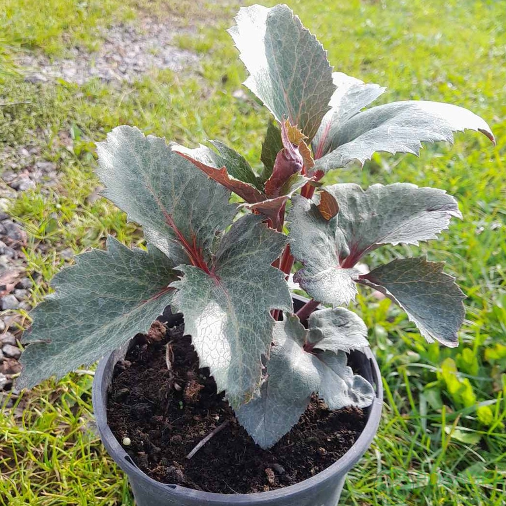 картинка Морозник sternii Flame 