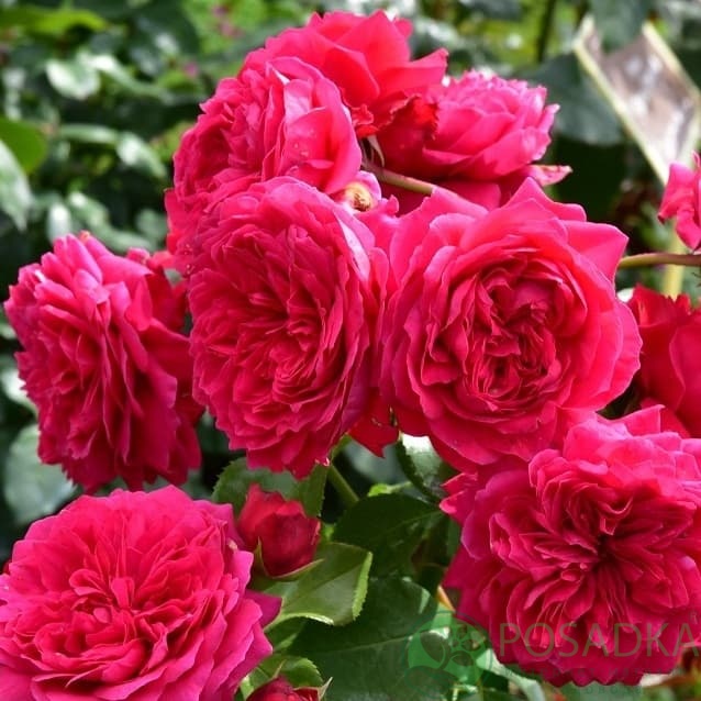 картинка Роза штамбовая Ред Леонардо да Винчи 