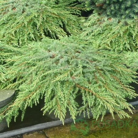 картинка Можжевельник обыкновенный Грин Карпет 