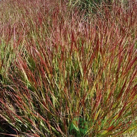 картинка Просо прутьевидное Шенандоа 