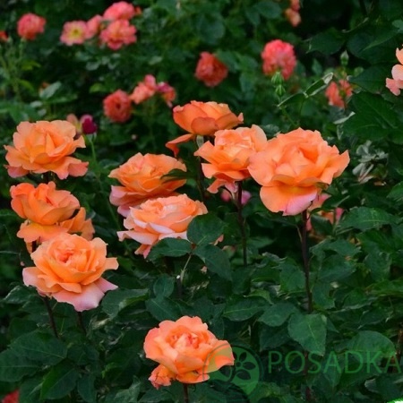 картинка Роза штамбовая Луи де Фюнес 