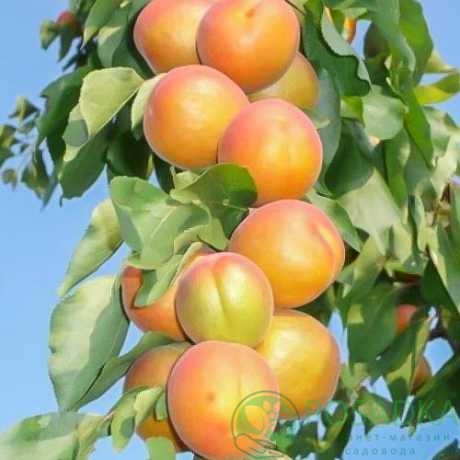 картинка Абрикос колоновидный Голд 