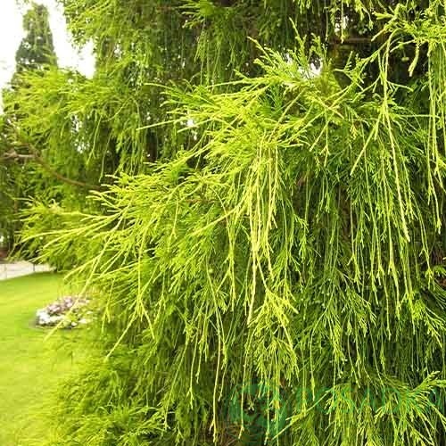 картинка Кипарисовик горохоплодный Filifera Aurea 