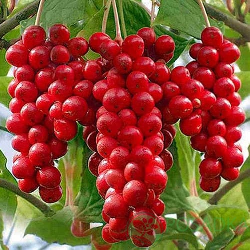 картинка Лимонник Китайский картинка Лимонник Китайский